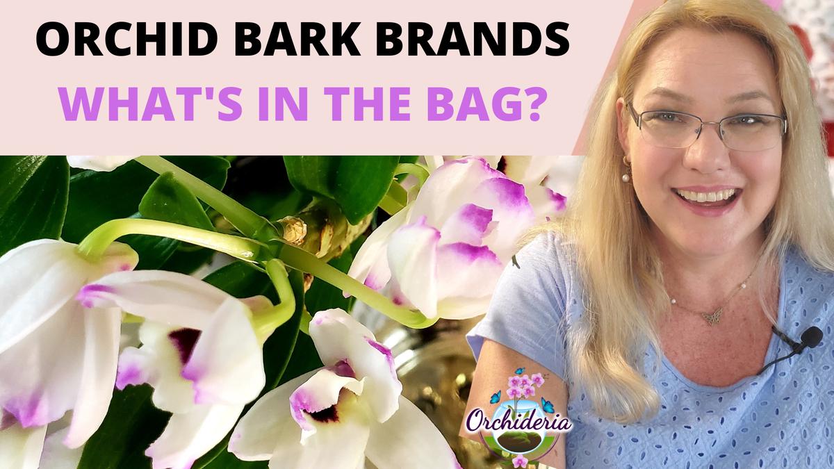 Orchid Care After Blooming Complete Guide Orchideria