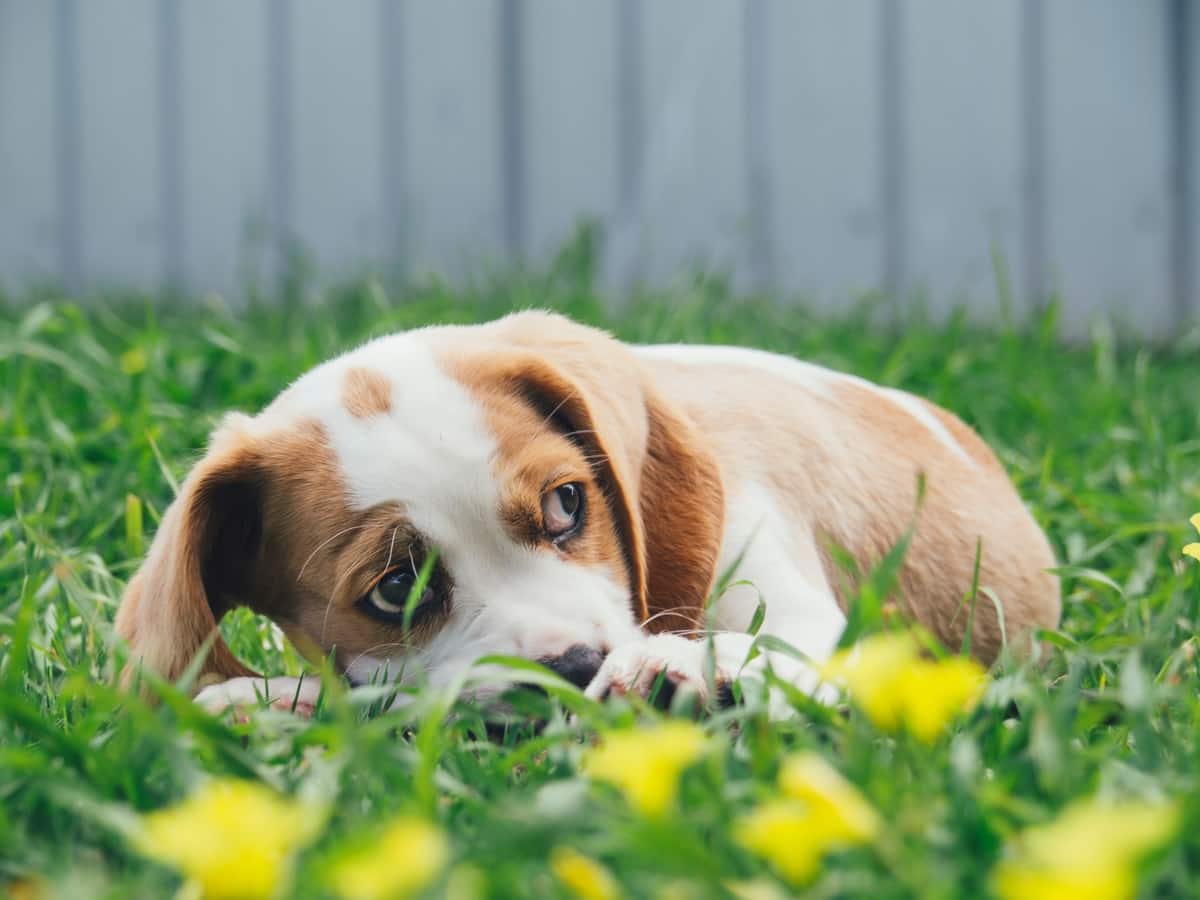 is potting soil harmful to dogs