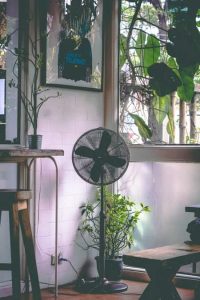 orchid fan