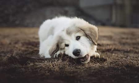 dog chewing on bone