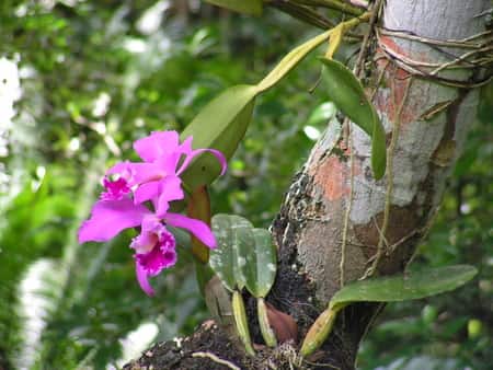 orchids on trees