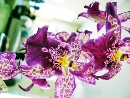 Orchid Light Requirements: 4 Solutions For Artificial Light - Orchideria