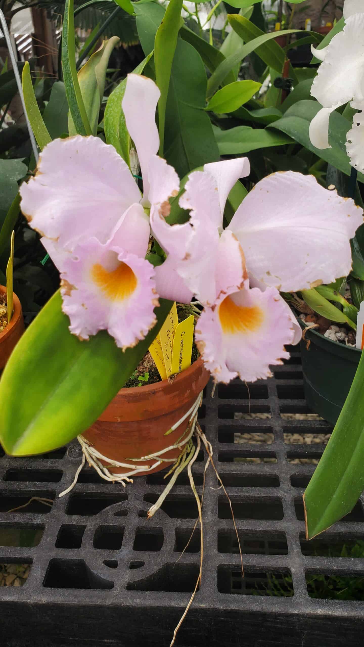 Cattleya Orchid Care 7 Essential Tips for Perfect Blooms Orchideria