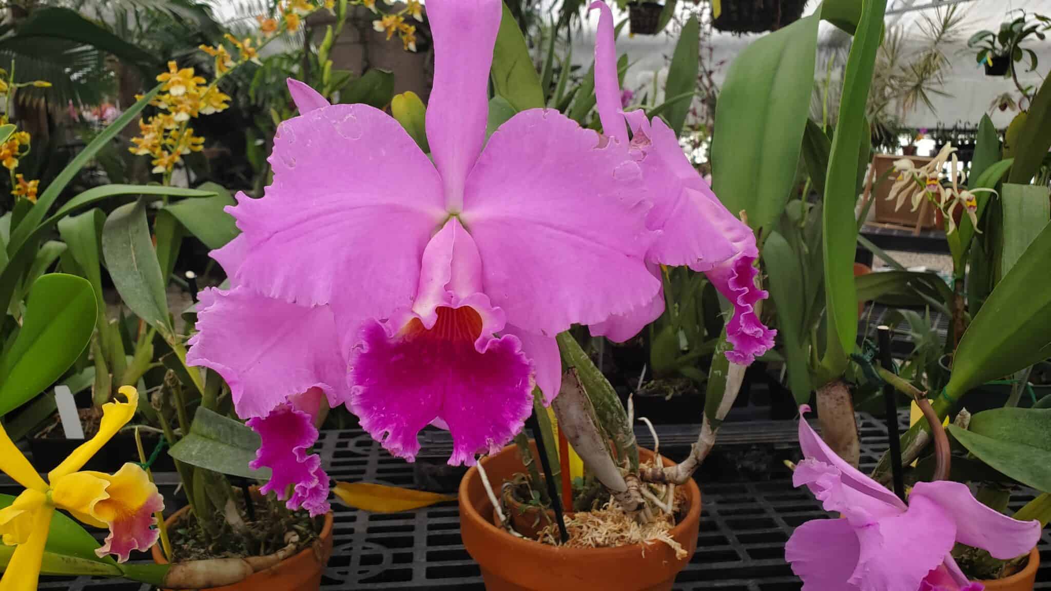 Cattleya Orchid Care 7 Essential Tips for Perfect Blooms Orchideria