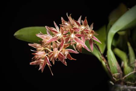 orchid anatomy pseudobulbs