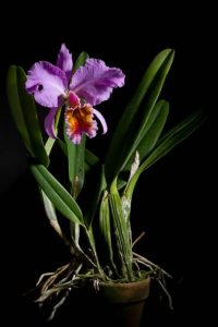orchid areal roots