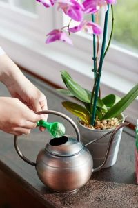 orchid fertilization