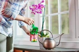 orchid fertilizer