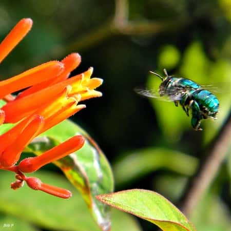 orchid bee polinator