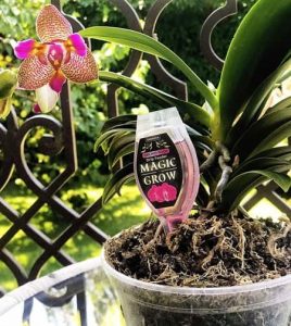 orchid fertilizer