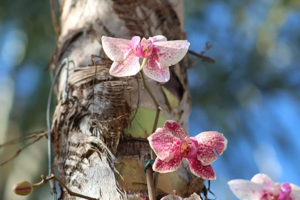 areal roots on orchids