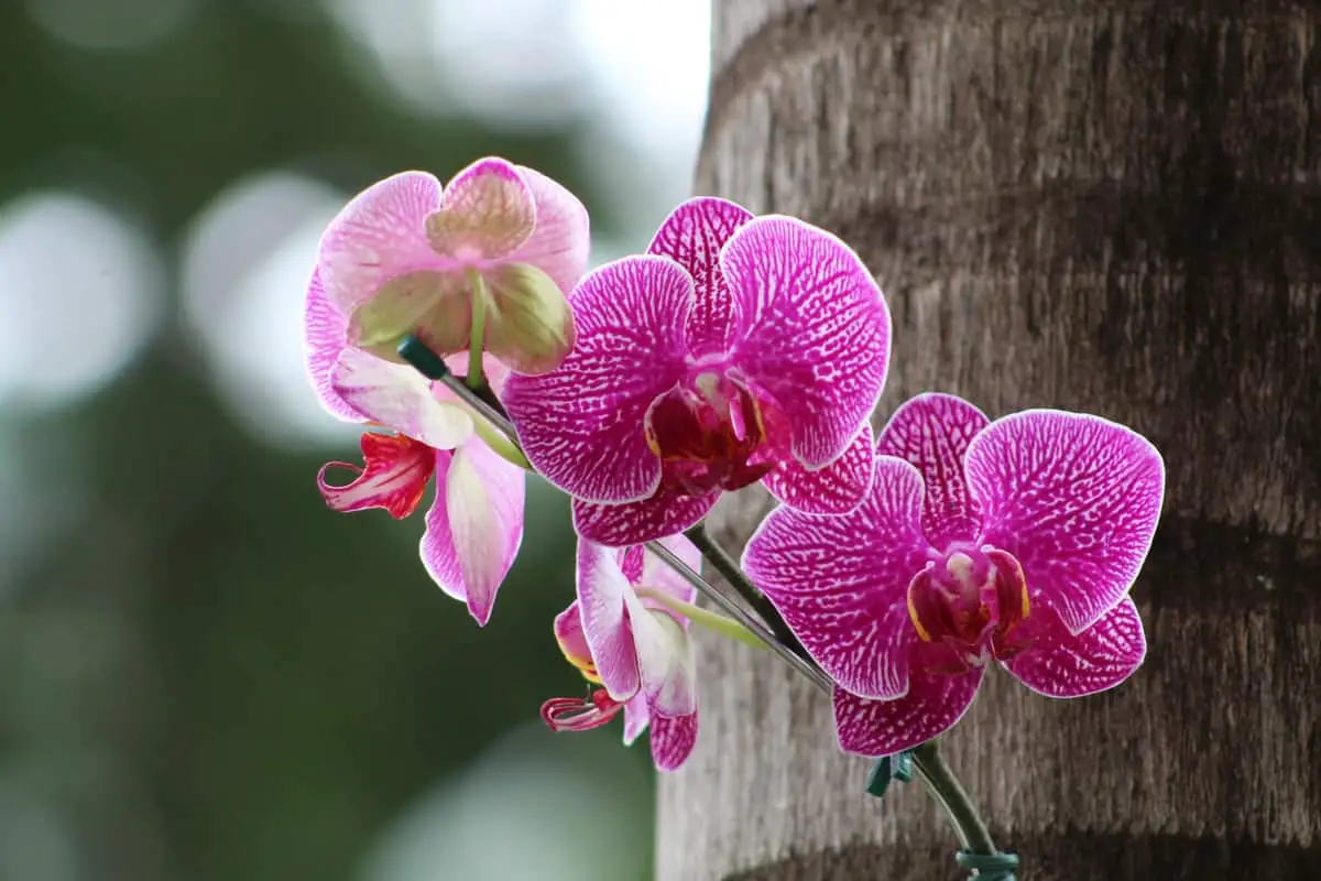 Mounted Orchids How To Grow Orchids On Trees Orchideria 3143