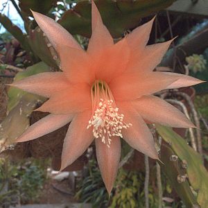 Orchid Cactus Flower