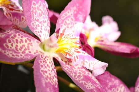 orchid dormancy