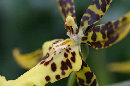 Orchid Identification