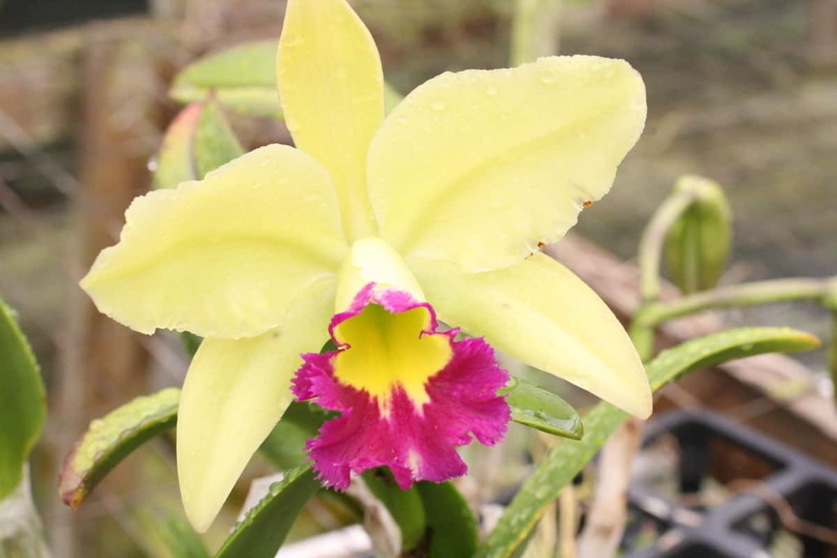 Top 8 Orchid Questions & Answers About Keikis Orchideria