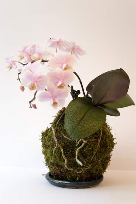 Orchid Kokedama