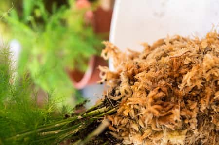 Shagnum Moss Pests