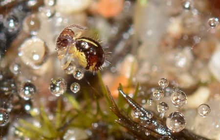 Sphagnum Moss Bugs: Springtail