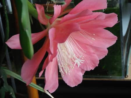 Orchid Cactus Flower