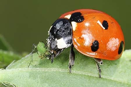 Lady Bug and Aphid Sphangum Moss Bugs