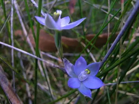 blue orchid