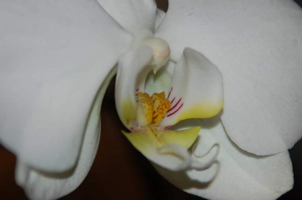 Best Humidifiers for Orchids Product Reviews Orchideria