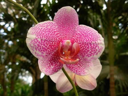 Phalaenopsis Orchid Care for Beginners