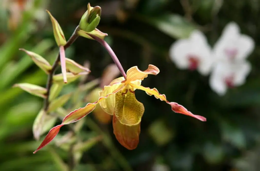 wilting orchid