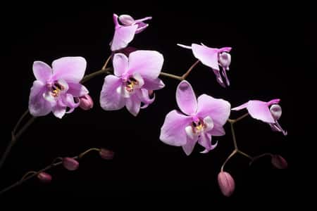 Phalaenopsis Orchid Care