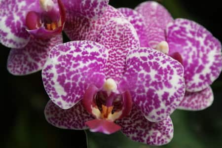 Purple Orchid