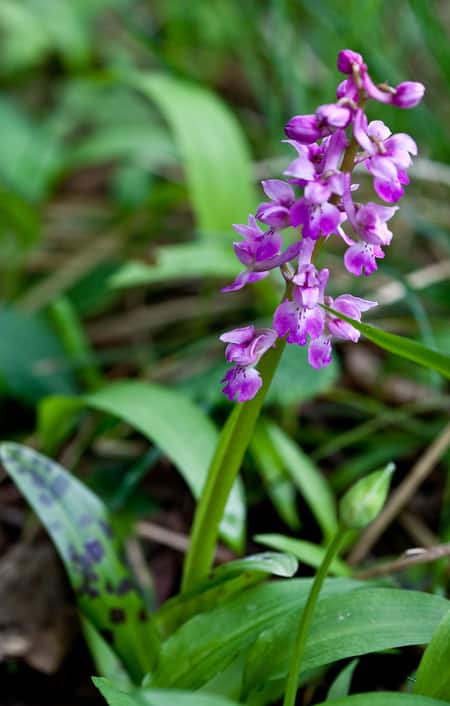 Purple Orchid Leaves