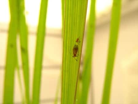 Sphagnum Moss Bugs: Aphids