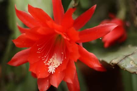 orchid cactus