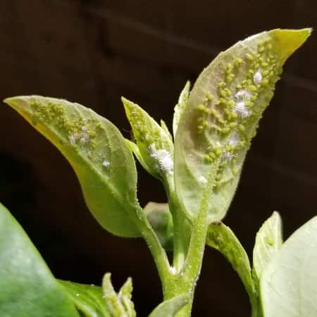 mealy bug and aphids