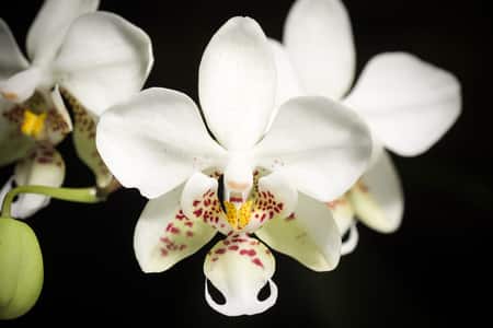 Moth Orchid for Beginners