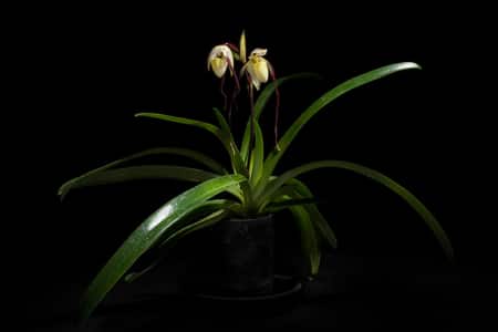 Paphiopedilum