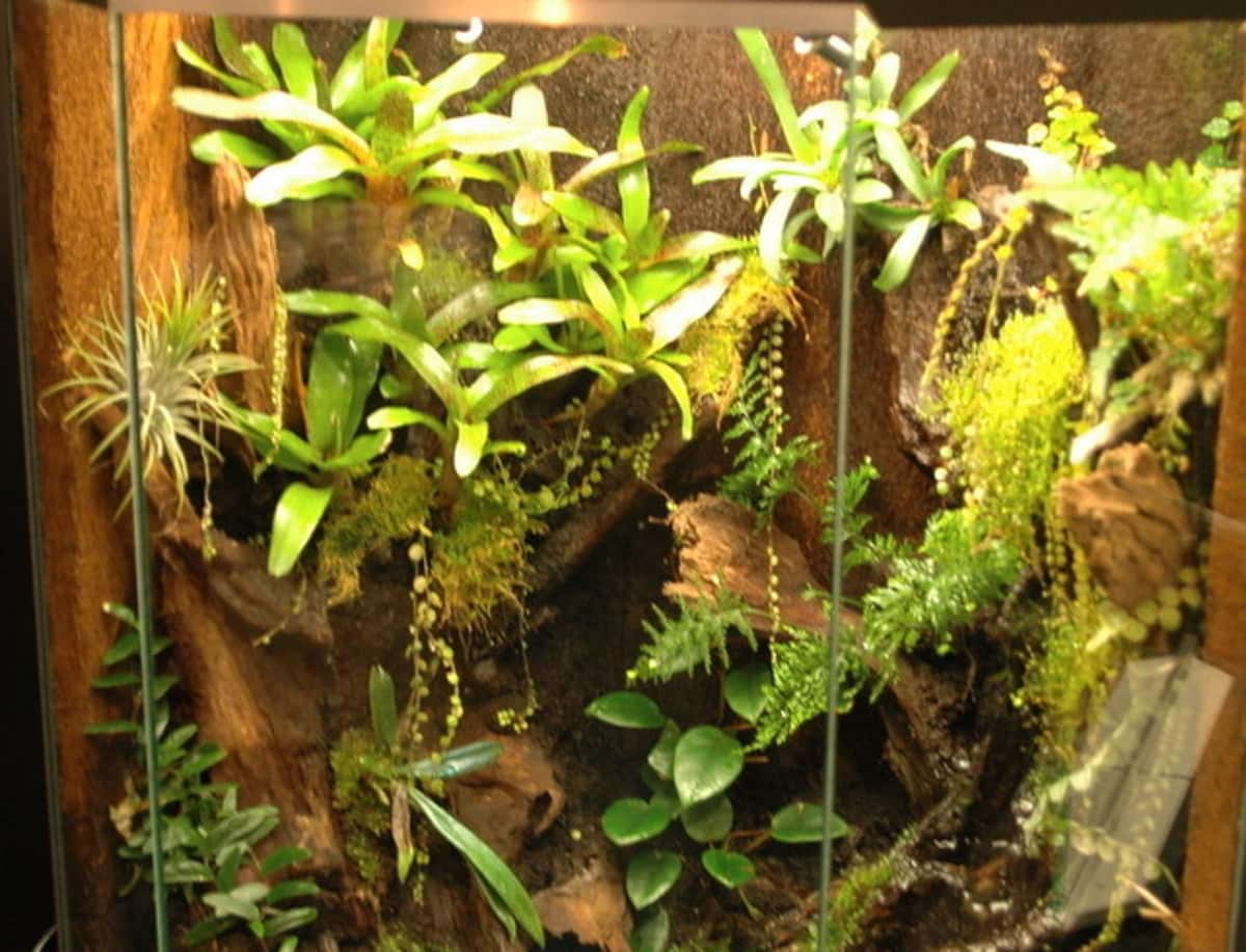 Best Orchids for Closed Terrariums Orchideria