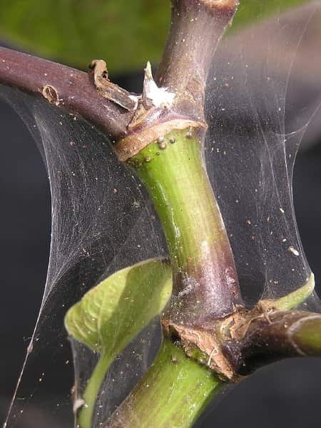 Spider MItes Sphagnum Moss Bugs