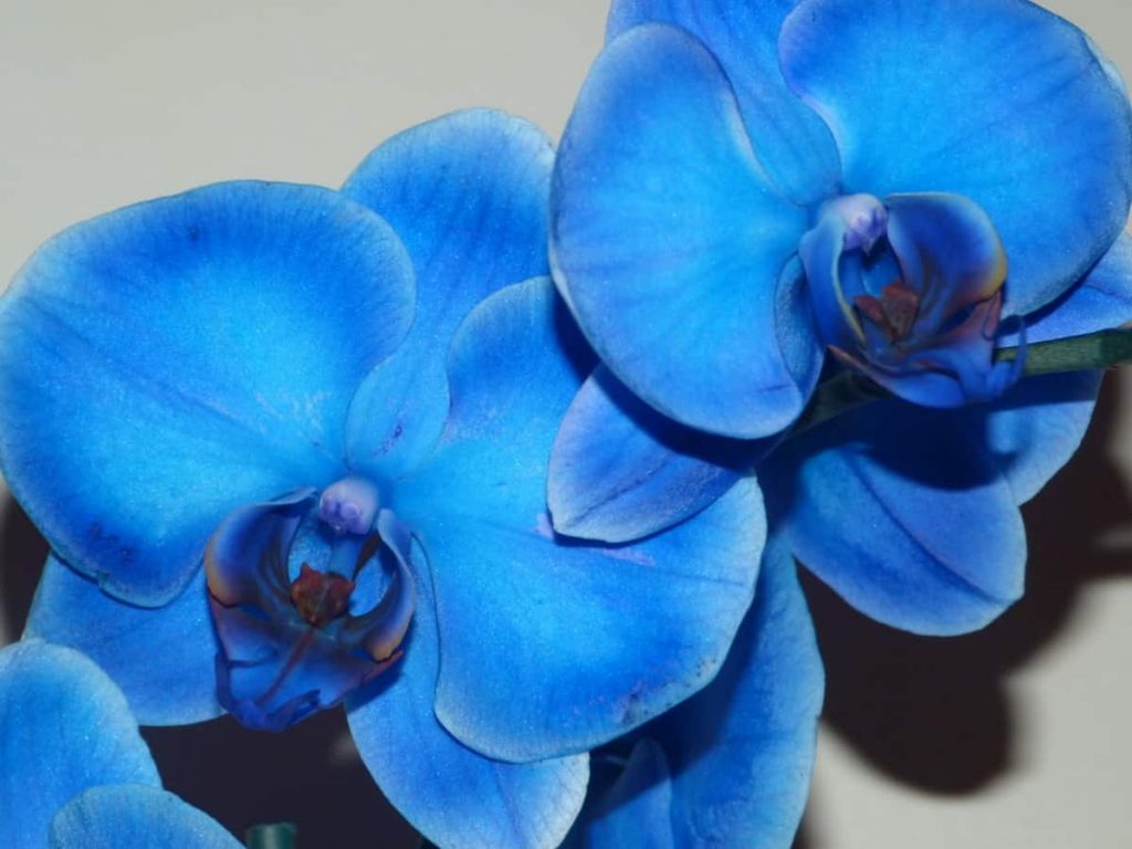 Blue Orchids: 3 True Blues and 1 Fake One – Orchideria