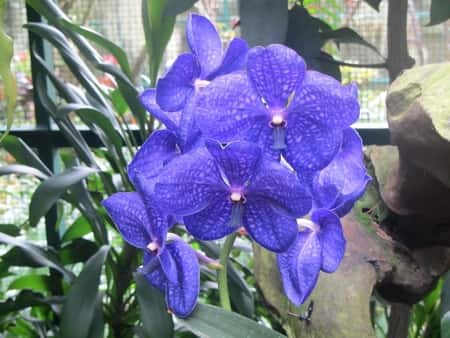 Blue Vanda Orchid