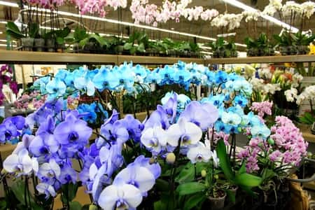 Blue Orchids For Sale