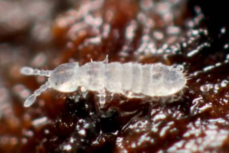 Springtail Sphagnum Moss Bug