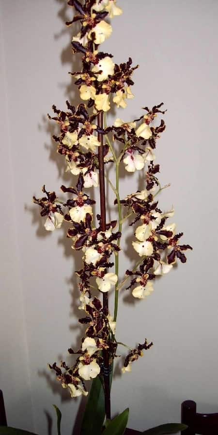 Orchid Bamboo Skewers