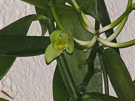 orchid vanilla flower