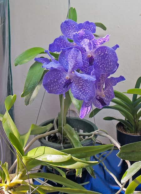 blue vanda orchid