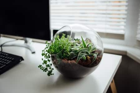 Open Terrarium