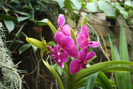 Vanda Orchid on Bamboo Skewers