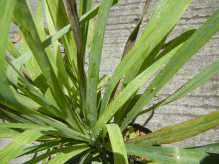 Citronella plant repels ants