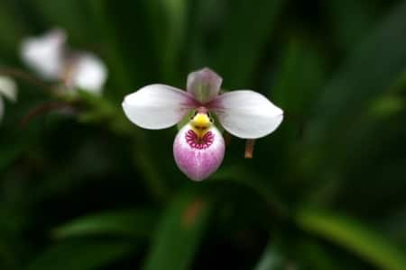 Orchid Scents